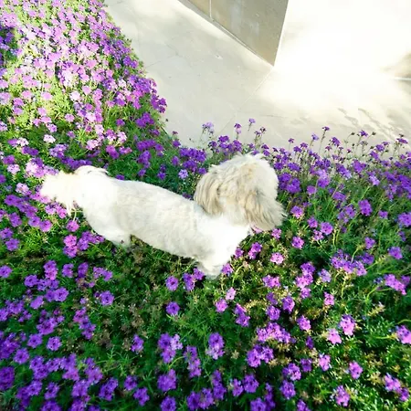 Szálloda Grape Datca *