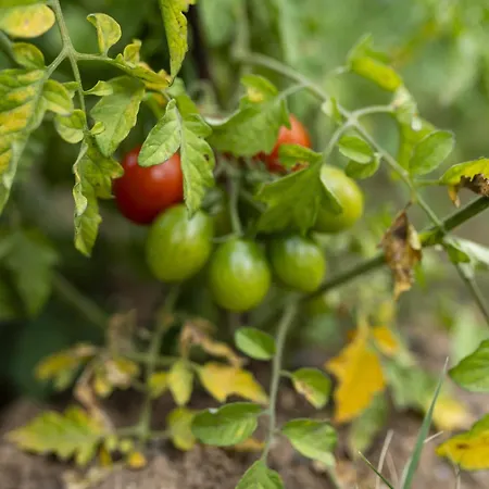 Szálloda Grape Datca *