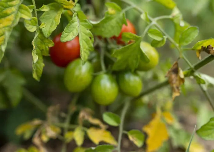 מלון Grape Datca *